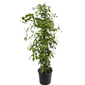 t.b.t. pianta rampicante in vaso, foglie verdi e supporto per rampicanti.