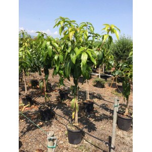 Giovani alberi da frutto t.b.t. in vasi neri nello shop online OBI.