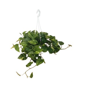 Pianta pensile con foglie verdi e gialle in vaso.