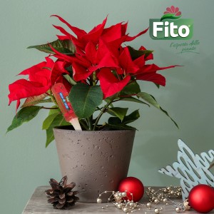 Stella di Natale in vaso con fertilizzante Fito, decorazione festiva.