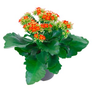 Kalanchoe arancione in vaso, pianta grassa con fiori.