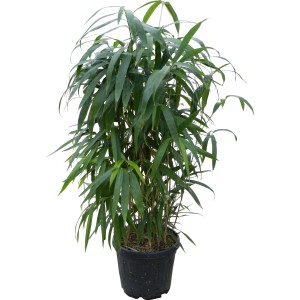 Bambù freccia sempreverde (Arundinaria) in vaso, ca. 26 cm Ø, ideale come schermo per la privacy per giardino e balcone.