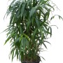 Bambù freccia sempreverde (Arundinaria) in vaso, ca. 26 cm Ø, ideale come schermo per la privacy per giardino e balcone.