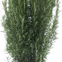 Rosmarino in vaso, erba aromatica per cucina e giardino.