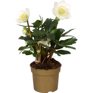 Elleboro (Helleborus niger) in vaso con fiori bianchi e foglie verdi.