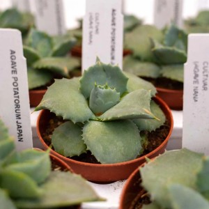 Agave potatorum Japan piante grasse vaso Ø 7,5 cm