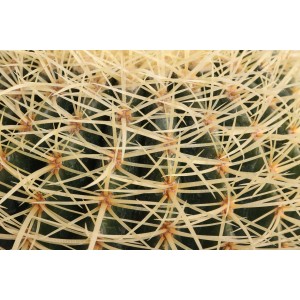Primo piano di un cactus con spine gialle.
