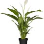 Spatifillo "Sweet Lauretta" in vaso, pianta da interno con fiori bianchi.