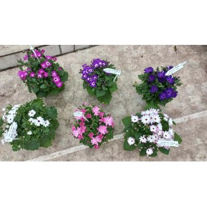 Succulente t.b.t. di vari colori in vaso. Piante da interno decorative.