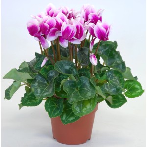 Mini ciclamino con fiori rosa e bianchi in vaso marrone, diametro vaso circa 6 cm.