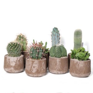 Cactus & Euphorbia Collezione vaso terracotta cioccolato Ø 13 cm