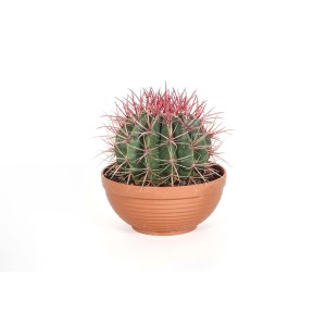 Cactus globulare con spine rosse in vaso.