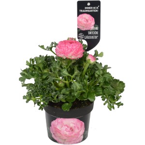 Ranuncolo rosa in vaso, una pianta primaverile colorata con fiori doppi.