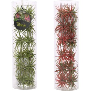 Composizione di Tillandsia in vetro, piante aeree verdi e rosse in cilindro, vaso circa 11cm.