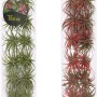 Composizione di Tillandsia in vetro, piante aeree verdi e rosse in cilindro, vaso circa 11cm.