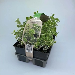 Confezione da 6 di fusaggine strisciante 'Emerald Gaiety' in vaso, foglie variegate bianche.