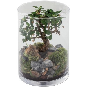 Bonsai in cilindro di vetro con pietre e muschio.