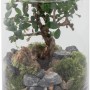 Bonsai in cilindro di vetro con pietre e muschio.