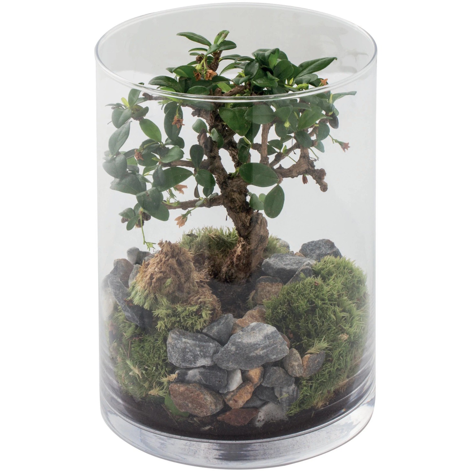 Bonsai in cilindro di vetro con pietre e muschio.
