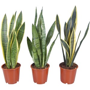 Sansevieria trifasciata, diverse varietà in vaso da 14 cm.