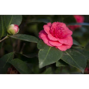 Camelia rosa con foglie verdi. Arbusto ornamentale per giardino e aiuola.