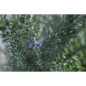 Primo piano di una pianta aromatica verde e fiorita.