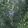 Primo piano di una pianta aromatica verde e fiorita.