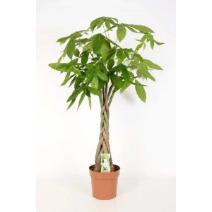 Pachira Aquatica Vlecht Vaso 21 cm