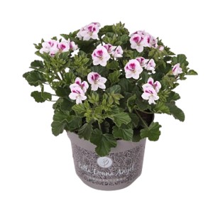 Geranio imperiale 'Bella Donna Angel' in vaso, fiori bianchi e rosa.