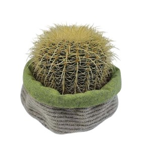 Cactus sferico in vaso con coprivaso grigio-verde. Pianta decorativa da interno.