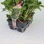 Confezione da 6 di Pachysandra terminalis in vaso, copertura del terreno sempreverde.