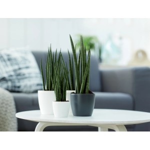 Vasi per piante Elho Brussels Mini, antracite e bianco, con piante da interno su un tavolo.