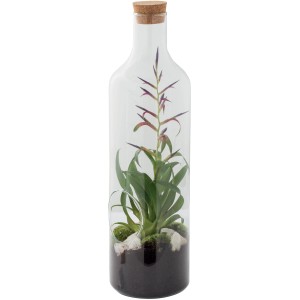 t.b.t. Composizione di piante in contenitore di vetro con sughero.