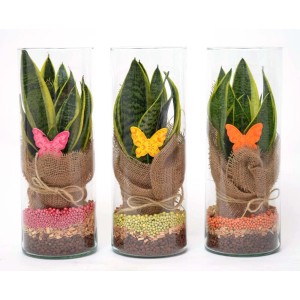 Tre composizioni di piante in vetro con Sansevieria e farfalle decorative.
