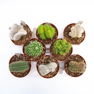 Diverse specie di cactus in vaso su un vassoio, primo piano.