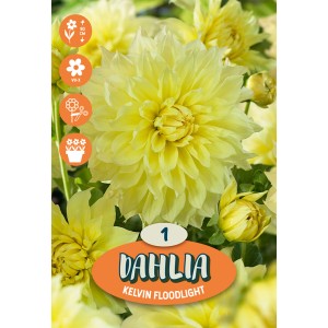 Bulbo di dalia giallo-arancio 'Dazzling Sun' per aiuole e giardini.