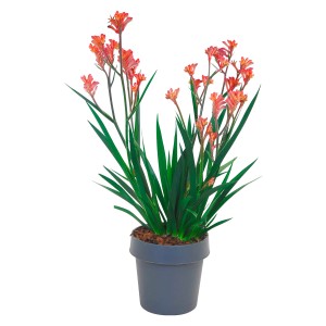 Zampa di canguro (Anigozanthos) in vaso con fiori rosso-gialli e foglie verdi. Pianta fiorita per luoghi soleggiati.