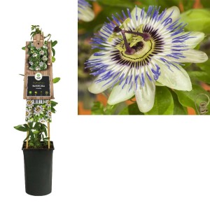 Passiflora in vaso con supporto per rampicanti, fiore esotico con accenti blu-viola.