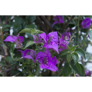 Bougainvillea rampicante viola in fiore con foglie verdi.