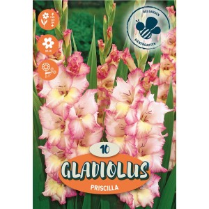 Bulbi da fiore Gladiolus Priscilla