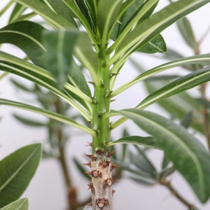 Pachypodium pianta grassa vaso Ø 12 cm