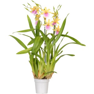 Mix speciale di orchidee Phalaenopsis in vaso, fiori giallo-rosa e foglie verdi.
