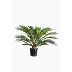 T.b.t. in vaso, un'aggiunta decorativa per il giardino o il soggiorno.