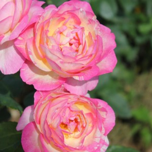 Primo piano di fiori di rose antiche rosa e gialle.