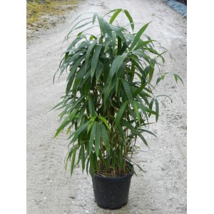 Bambù freccia (Arundinaria japonica) in vaso, circa 26 cm di diametro, sempreverde e adatto come schermo per la privacy.