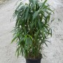 Bambù freccia (Arundinaria japonica) in vaso, circa 26 cm di diametro, sempreverde e adatto come schermo per la privacy.