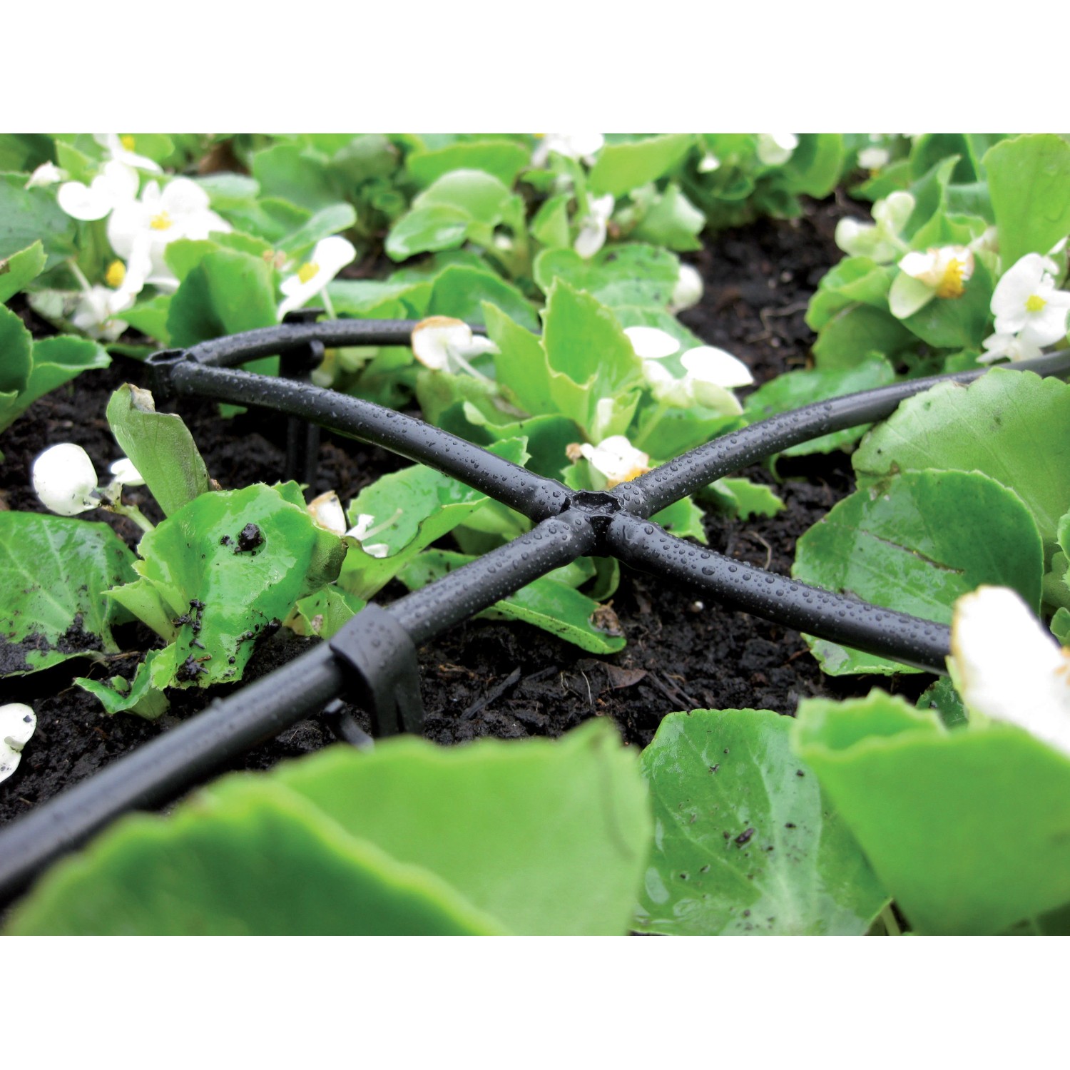 Sistema di irrigazione nero t.b.t. Microirrigazione tra le piante nell'aiuola.