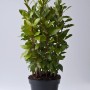 Alloro in vaso, foglie verdi. Pianta aromatica per cucina e giardino.