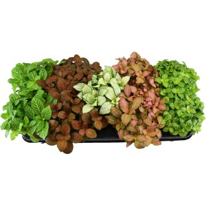 Fittonie 'Forest Flame' di vari colori in vaso, un'attraente pianta verde di GROW by OBI.