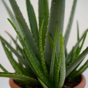 Aloe vera Piante grasse vaso Ø 25 cm